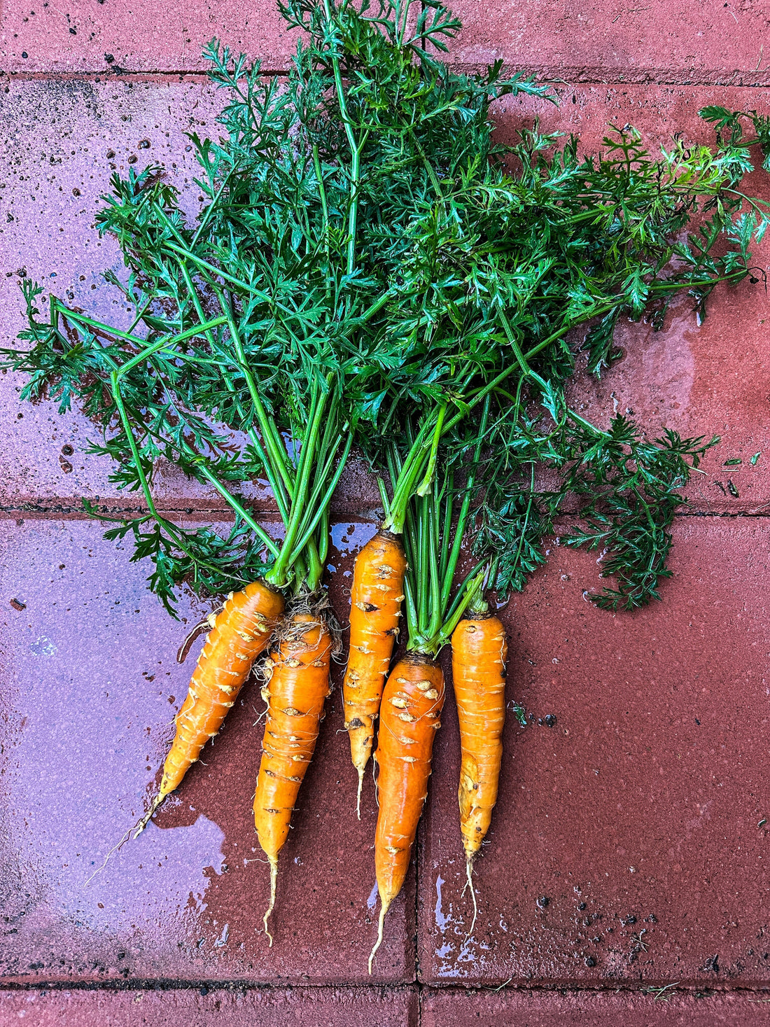 Ray Peat's Raw Carrot Salad — Indian Edition